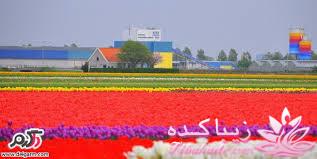 **پرواز بر فراز مزارع گلهای هاــــــــــــــند**